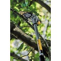 Pole Saws | Factory Reconditioned Dewalt DCPS620M1R 20V MAX XR Brushless Lithium-Ion Cordless Pole Saw Kit (4 Ah) image number 10