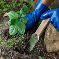 Blades | Sun Joe SJHH1902 Hori-Hori Garden Landscaping Digging Tool with Stainless Steel Blade image number 4