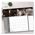 Office & Office Supplies | Blueline C194115 12-Month (Jan-Dec): 2026 22 in. x 17 in. Furry Kittens Photography Pets Collection Monthly Desk Pad - White Sheets, Black Binding image number 4