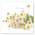 Bulk Savings Pricing 2 | Bigelow RCB17707 1 oz. Tea Bag Steep Tea - Chamomile Citrus Herbal (20/Box) image number 6