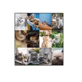 Office & Office Supplies | Blueline C194115 12-Month (Jan-Dec): 2026 22 in. x 17 in. Furry Kittens Photography Pets Collection Monthly Desk Pad - White Sheets, Black Binding image number 5