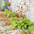 Chipper Shredders | Earthwise BVM22012 120V 12 Amp 3-IN-1 Corded Blower Vacuum image number 5
