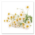 Food Service | Bigelow RCB10401 Single Flavor Tea - Cozy Chamomile (28 Bags/Box) image number 5